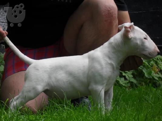 BULL TERRIER
